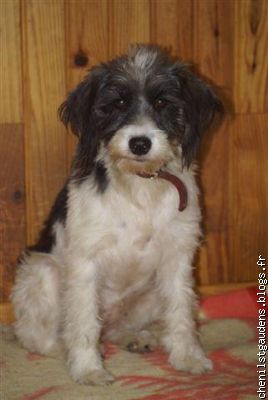 Maya la mascotte et gardienne du Refuge